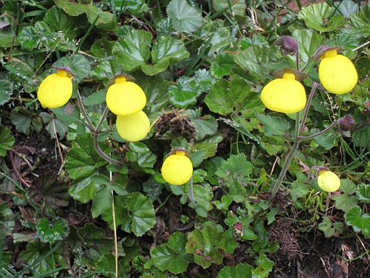 salkentay_trail_hike_173