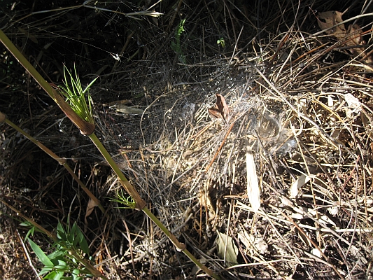 salkentay_trail_hike_237