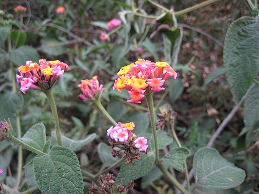 salkentay_trail_hike_260