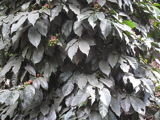 salkentay_trail_hike_261