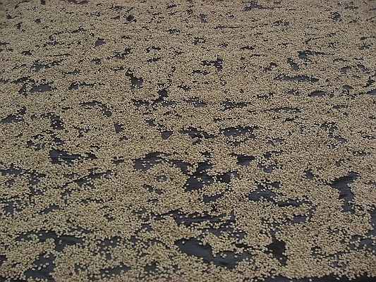 salkentay_trail_hike_267