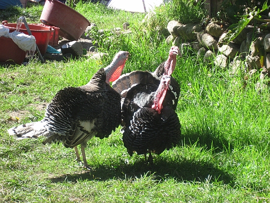 salkentay_trail_hike_304